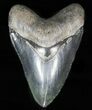 Fossil Megalodon Tooth - Collector Quality #57468-1